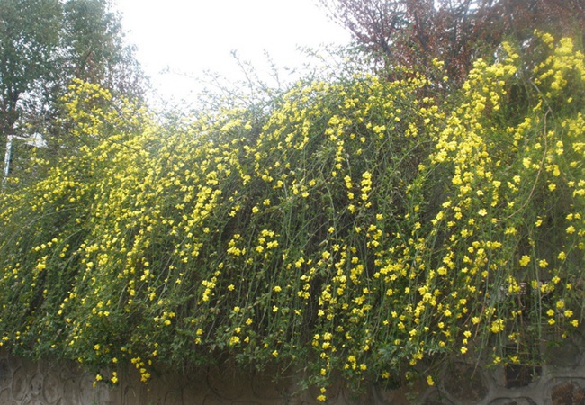 迎春花 迎春花