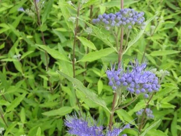 金葉蕕 金葉蕕