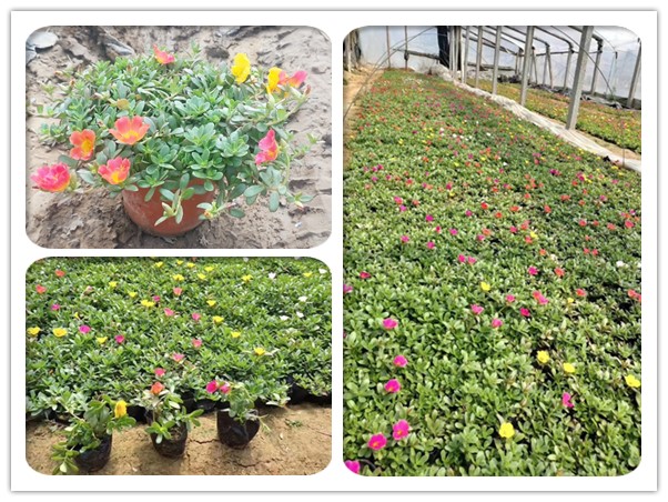 太陽花 太陽花