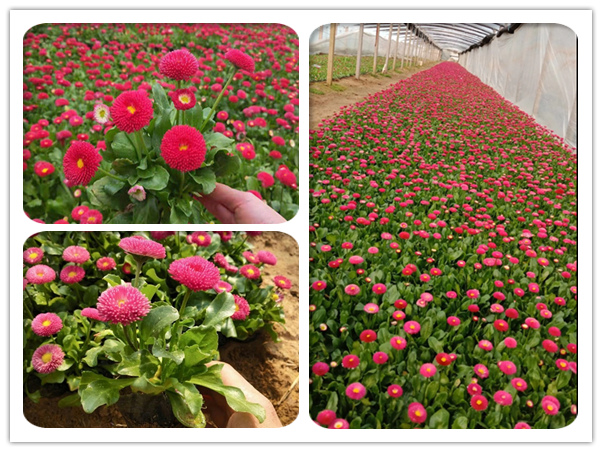 雛菊 雛菊