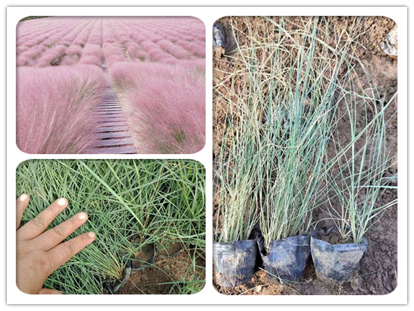 粉黛亂子草 粉黛亂子草