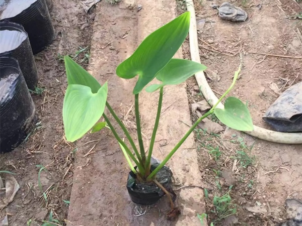 梭魚草 梭魚草