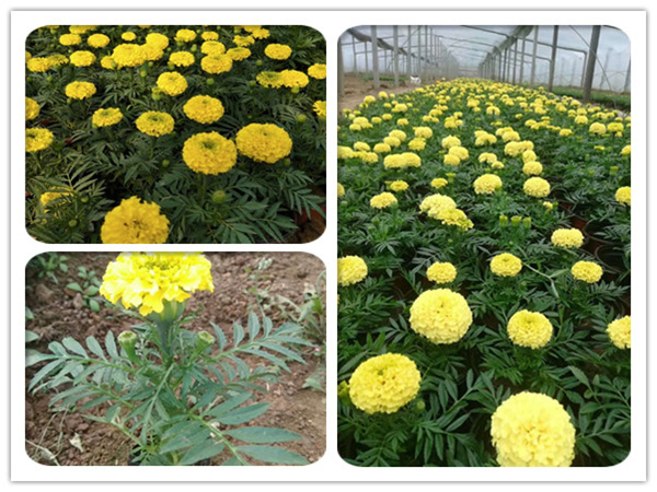 萬(wàn)壽菊 萬(wàn)壽菊