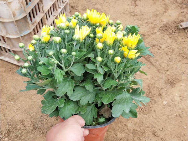 千頭菊 千頭菊