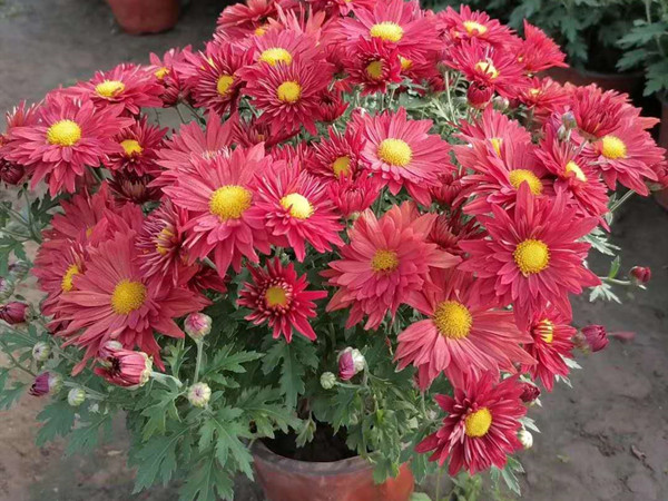 國慶菊 國慶菊
